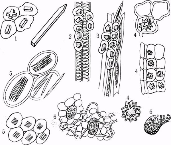 Оксалаты рыбы рисунки