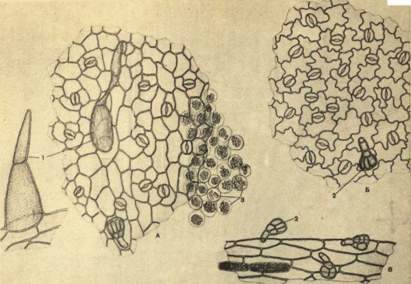 Этапы рисования дерева для детей