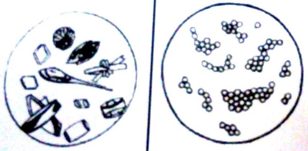 Оксалат кальция формула