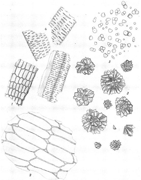 Последовательность рисования животных