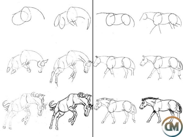 Лист белены черной микроскопия