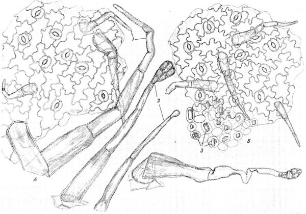 Поэтапное рисование ящерицы