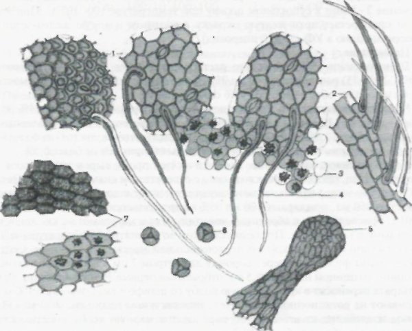 Поэтапное рисование ворона