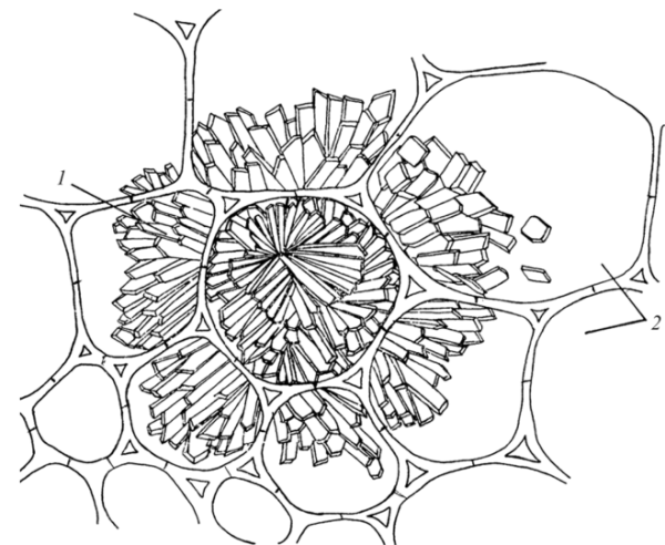 Рисование по алгоритму