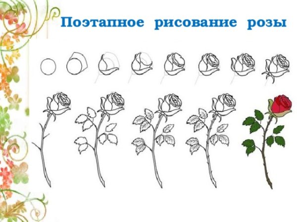 Поэтапное рисование розы