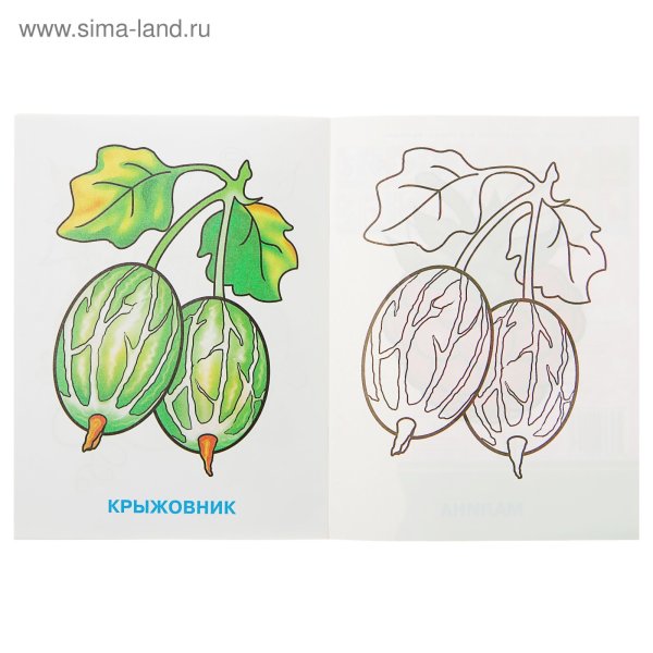 Крыжовник для раскрашивания