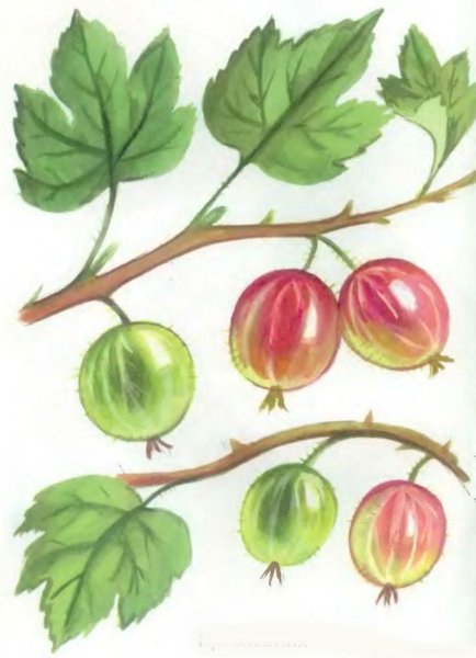 Ягоды крыжовник для детей