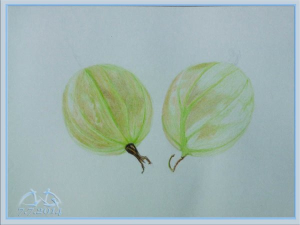 Крыжовник цветными карандашами