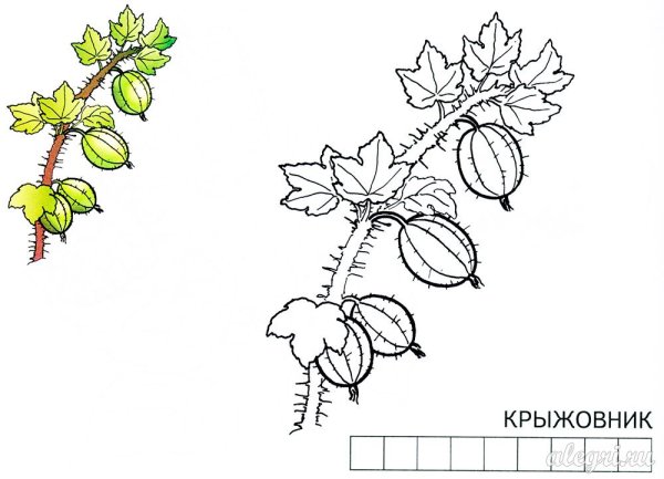 Крыжовник кустарник раскраска для детей