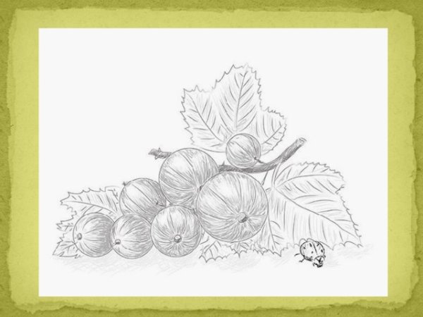 Ветка крыжовника карандашом