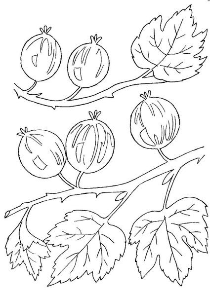 Лесные ягоды раскраска для детей