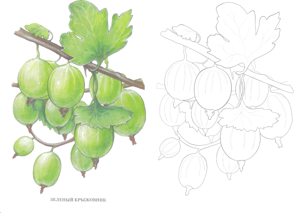 Крыжовник для раскрашивания