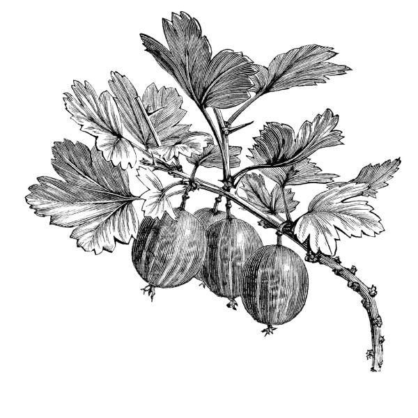 Крыжовник рисунок