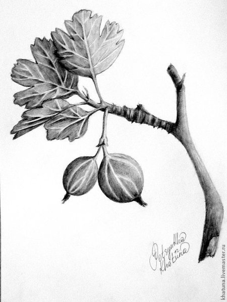 Крыжовник Графика