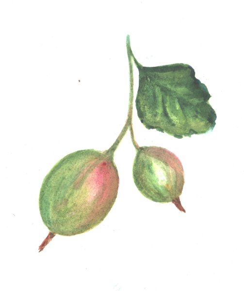 Крыжовник акварелью