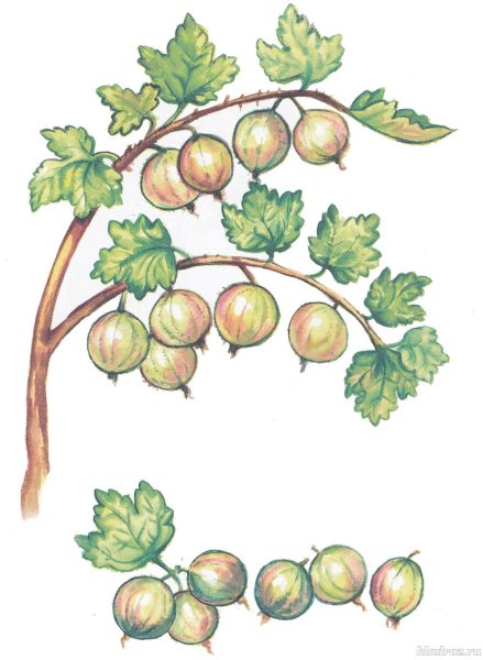 Ветка крыжовника на белом фоне