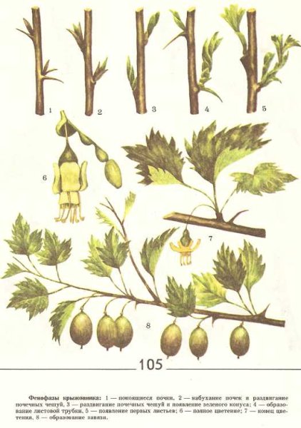 Фенофазы ягодных культур