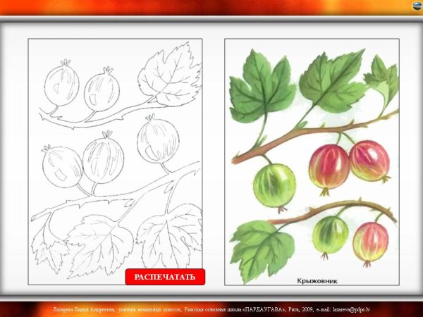 Строение плода крыжовника