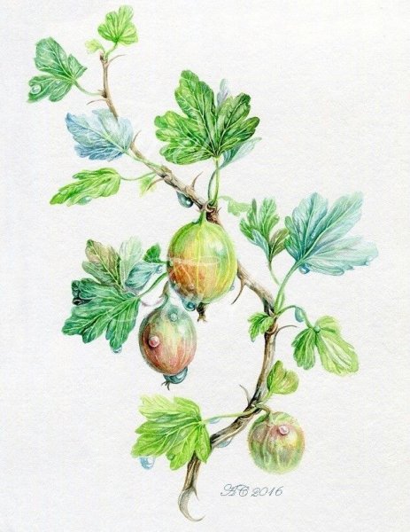 Картины ветка крыжовника