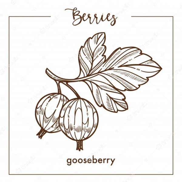 Куст крыжовника картинка для детей