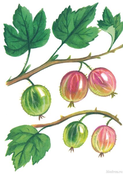 Крыжовник раскраска для детей