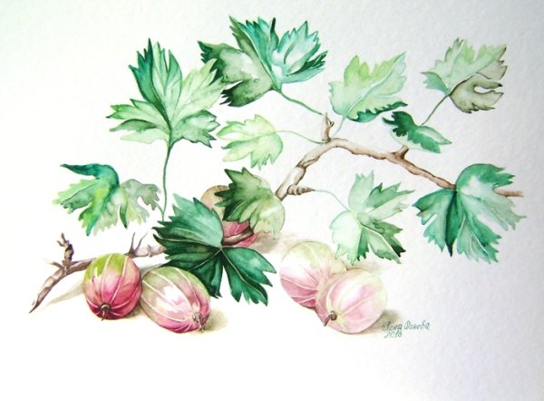 Крыжовник игольчатый