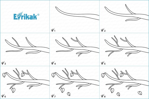 Поэтапное рисование ветка