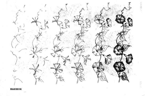 Вьюнок эскиз