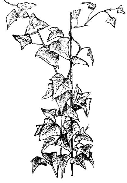 Вьюнок корни прицепки