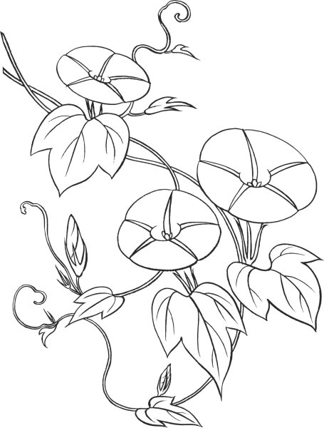 Раскраски цветы и растения