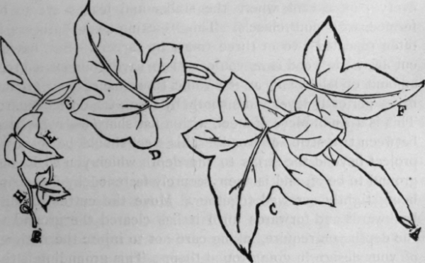 Плющ карандашом