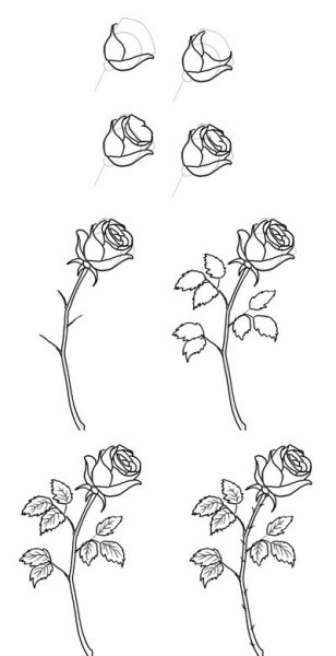 Схема рисования розы карандашом