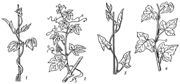 Побеги Хмель, Вьюнок