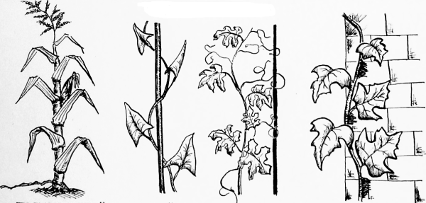 Побеги вьющиеся цепляющиеся ползучие прямостоячие