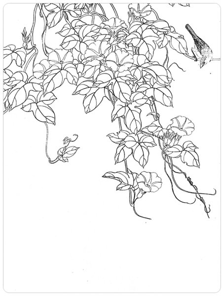 Растения вьющиеся эскиз