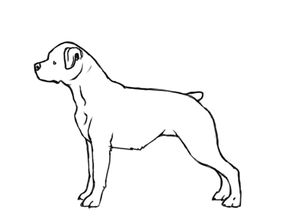 Анатомия ротвейлера для рисования