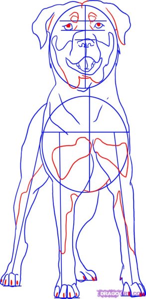 Ротвейлер рисунок карандашом