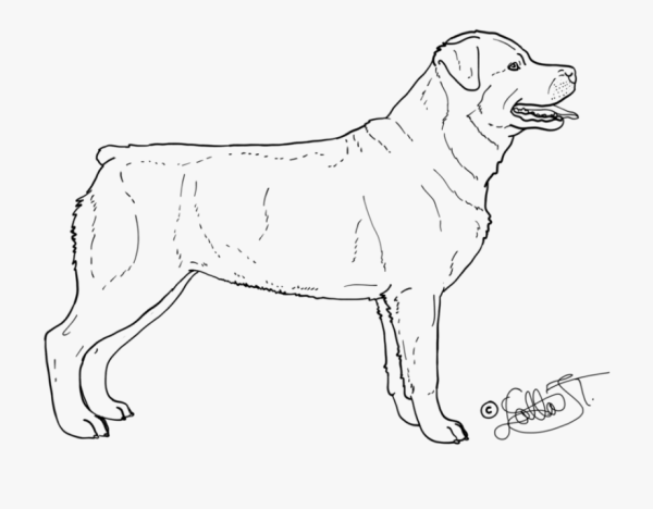 Раскраска ротвейлер