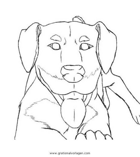 Раскраска собачка ротвейлер