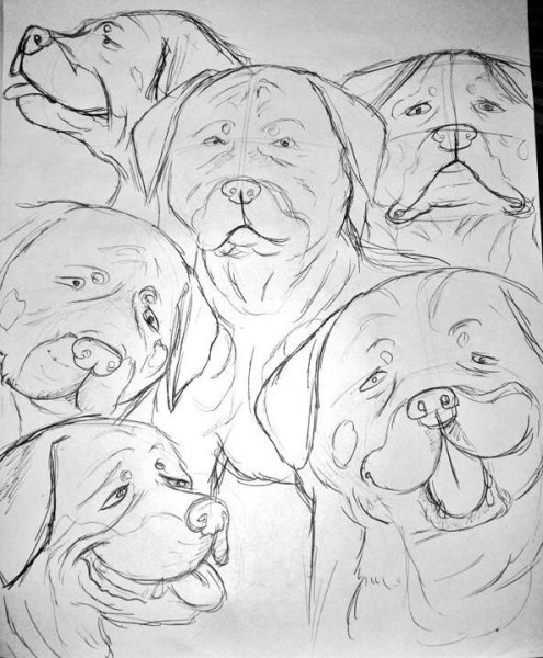 Ротвейлер рисунок карандашом