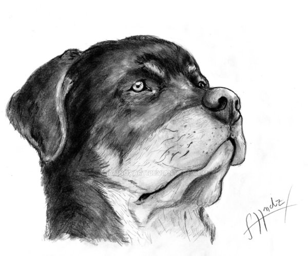 Ротвейлер для срисовки