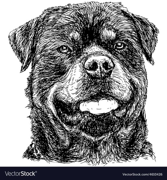 Ротвейлер рисунок легкий