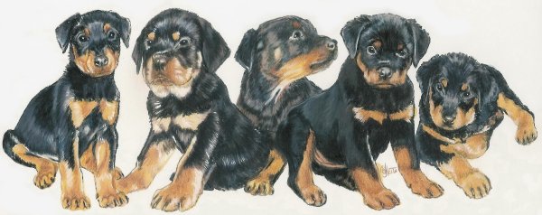 Ротвейлер референс