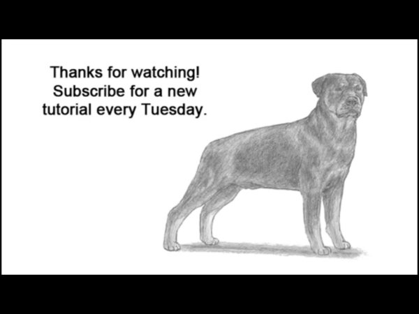 Ротвейлер рисунок карандашом поэтапно
