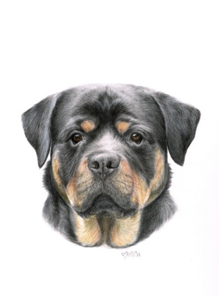 Ротвейлер карандашом