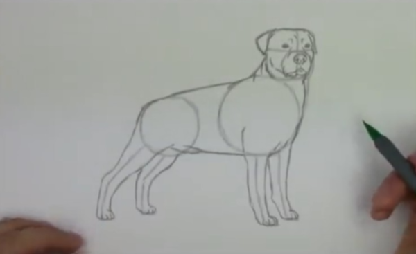 Рисунок ротвейлера карандашом легкий