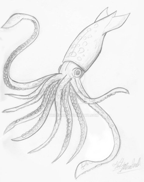 Кальмар карандашом