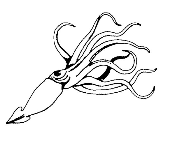 Раскраска гигантский кальмар