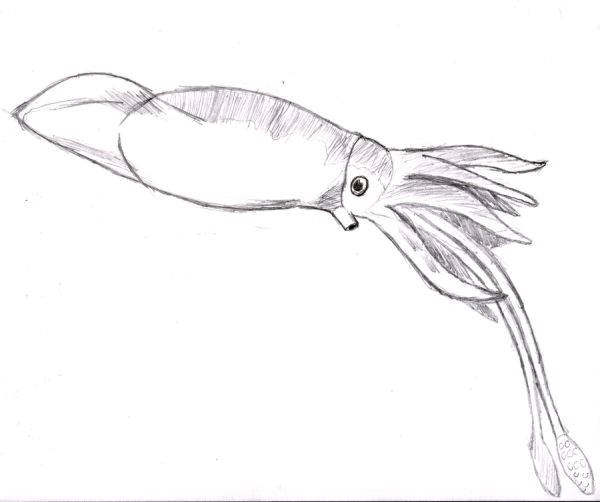 Кальмар рисунок скетч
