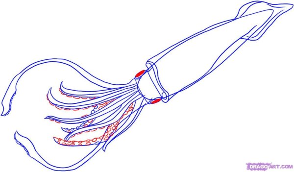 Кальмар раскраска